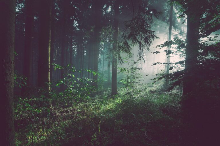 Waldweg - Natur und Gesundheit Coaching