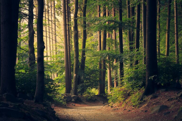 Sonnenstrahlen im Wald - Waldsprechstunde